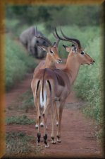 Impala's met op de achtergrond twee neushoorns